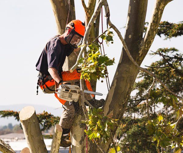 Tree trimming services in Chambersburg, PA