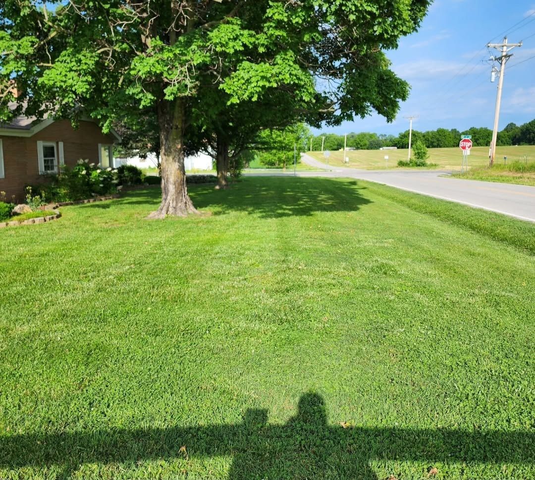 A lush green lawn with a tree in the middle of it and a house in the background.