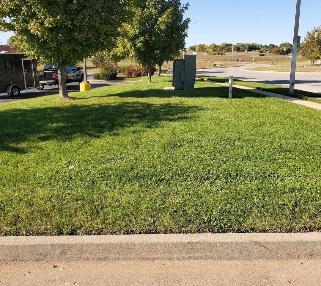 A lush green lawn with a tree in the background