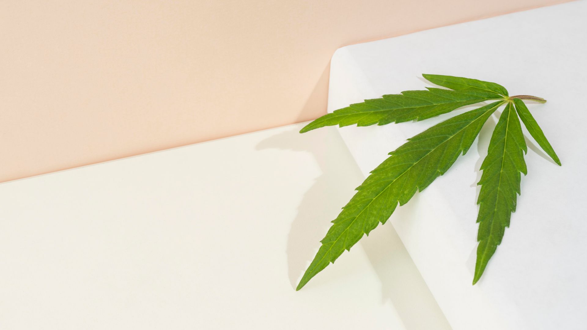 Green cannabis leaf on a white and light-pink geometric background.