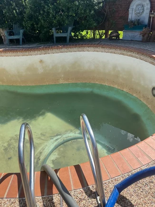 Empty backyard pool with green water, metal ladder, and brick coping