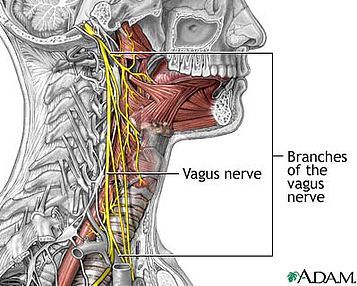 een anatomische weergave van de nervus vagus, ofwel de zwervende zenuw.