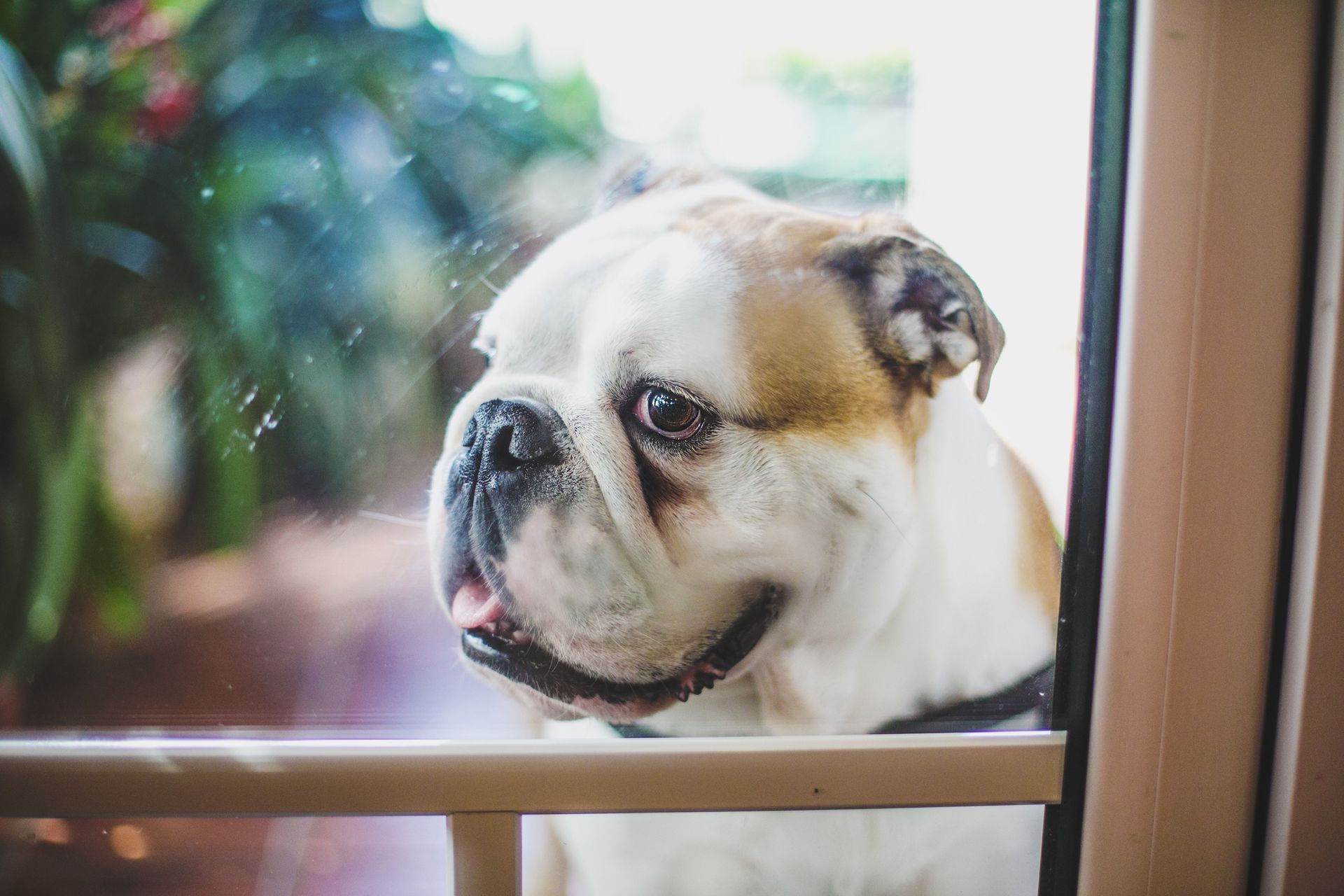 Pet Door — Sale, VIC — Madden Glass & Aluminium