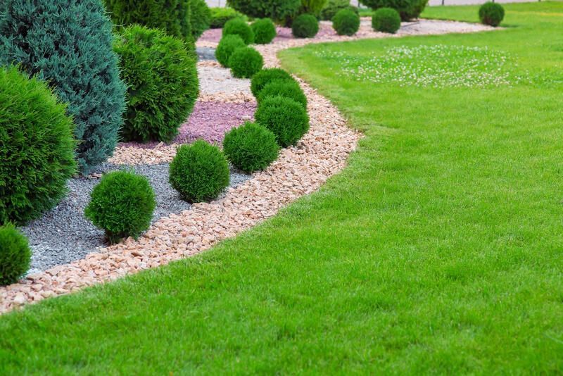 Well-manicured garden bed with rounded shrubs, gravel border, and bright green lawn.