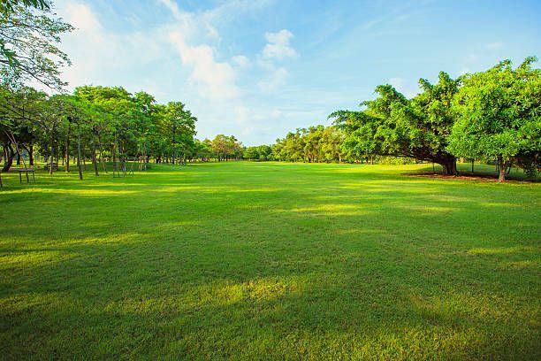 Lush green field bordered by trees under a bright blue sky with wispy clouds.