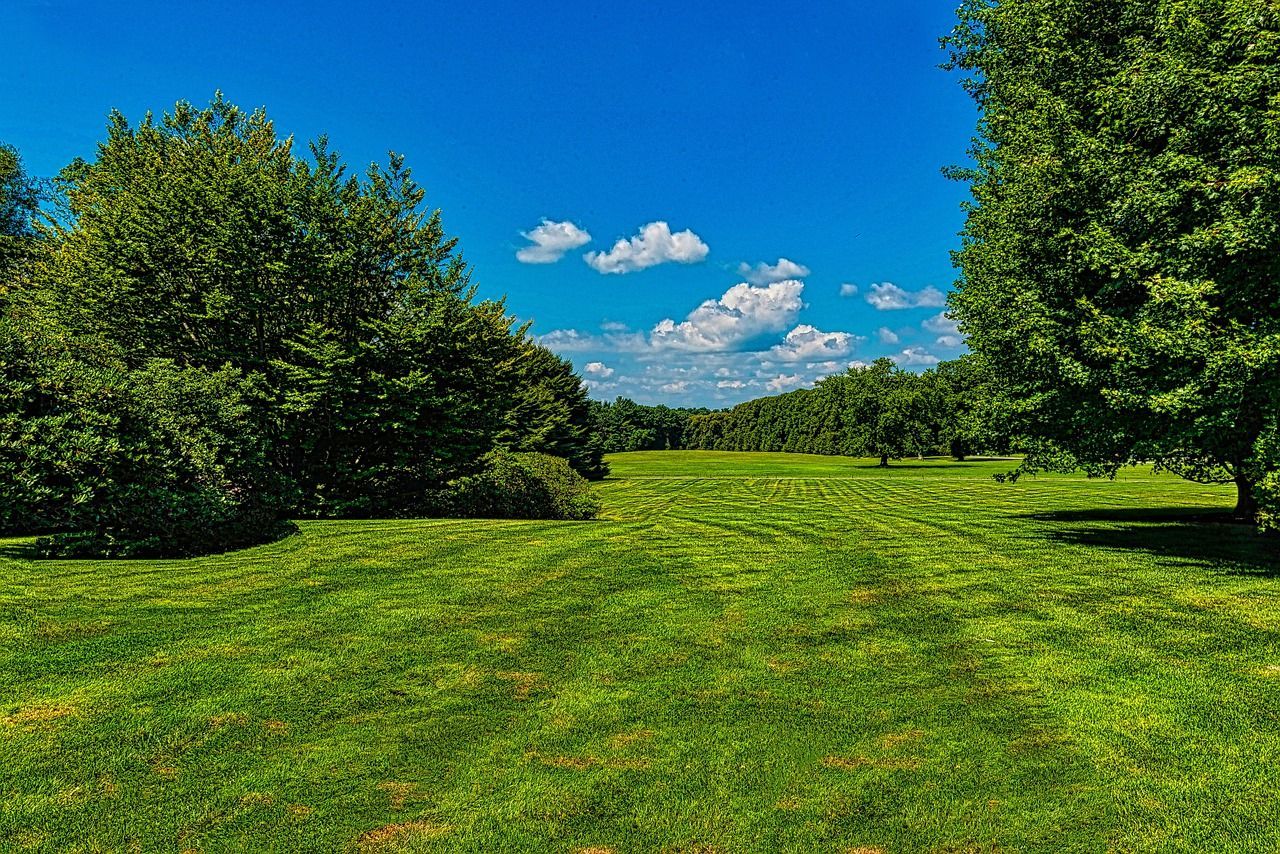 Green grassy field under a bright blue sky with a few fluffy clouds, trees on the sides and in the distance.