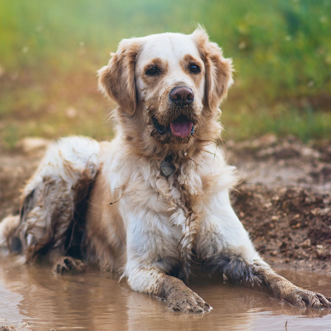 Golden retriever, covered in mud, lying in a muddy puddle, tongue out, relaxed.