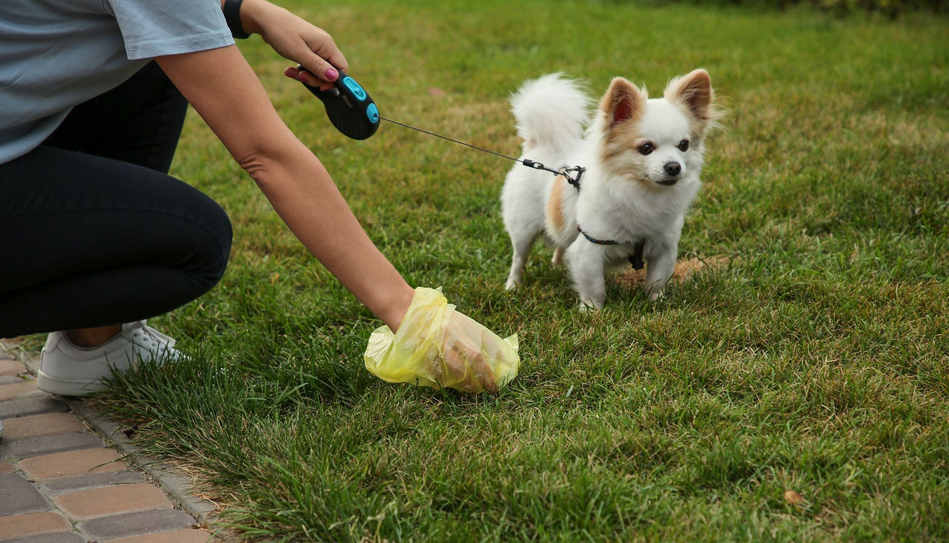 Woman picking up dog waste from grass with a yellow bag; dog watches on leash.