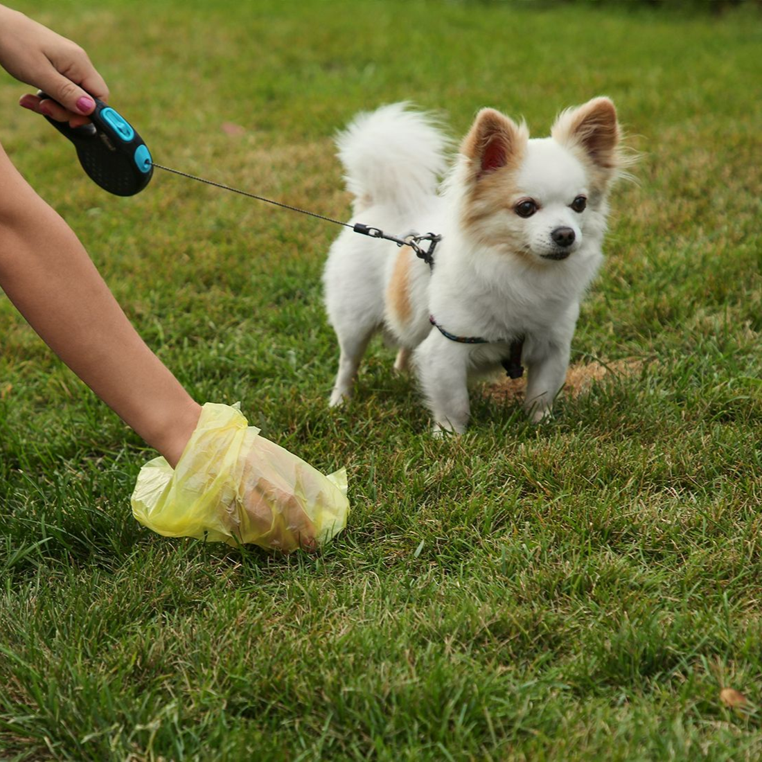 Small dog on leash, person in disposable shoe cover on grassy lawn.