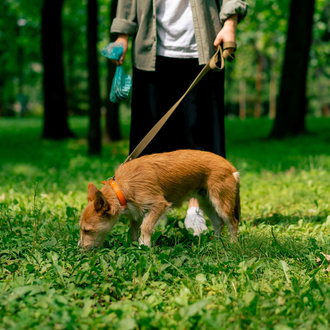 Dog on leash sniffing grass in park, person holding leash and waste bag.