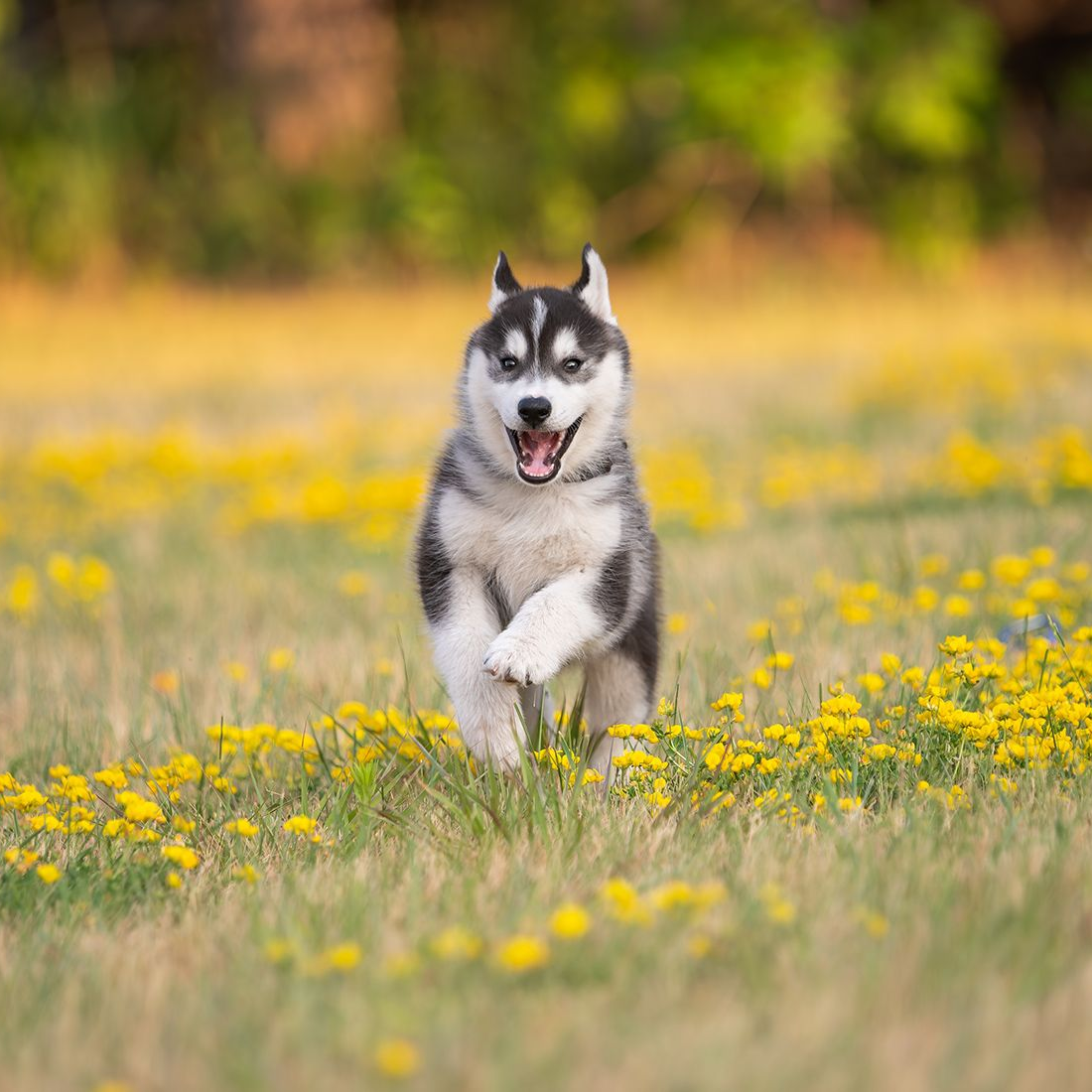 Husky puppy with black and white fur runs through a field of yellow flowers, mouth open.