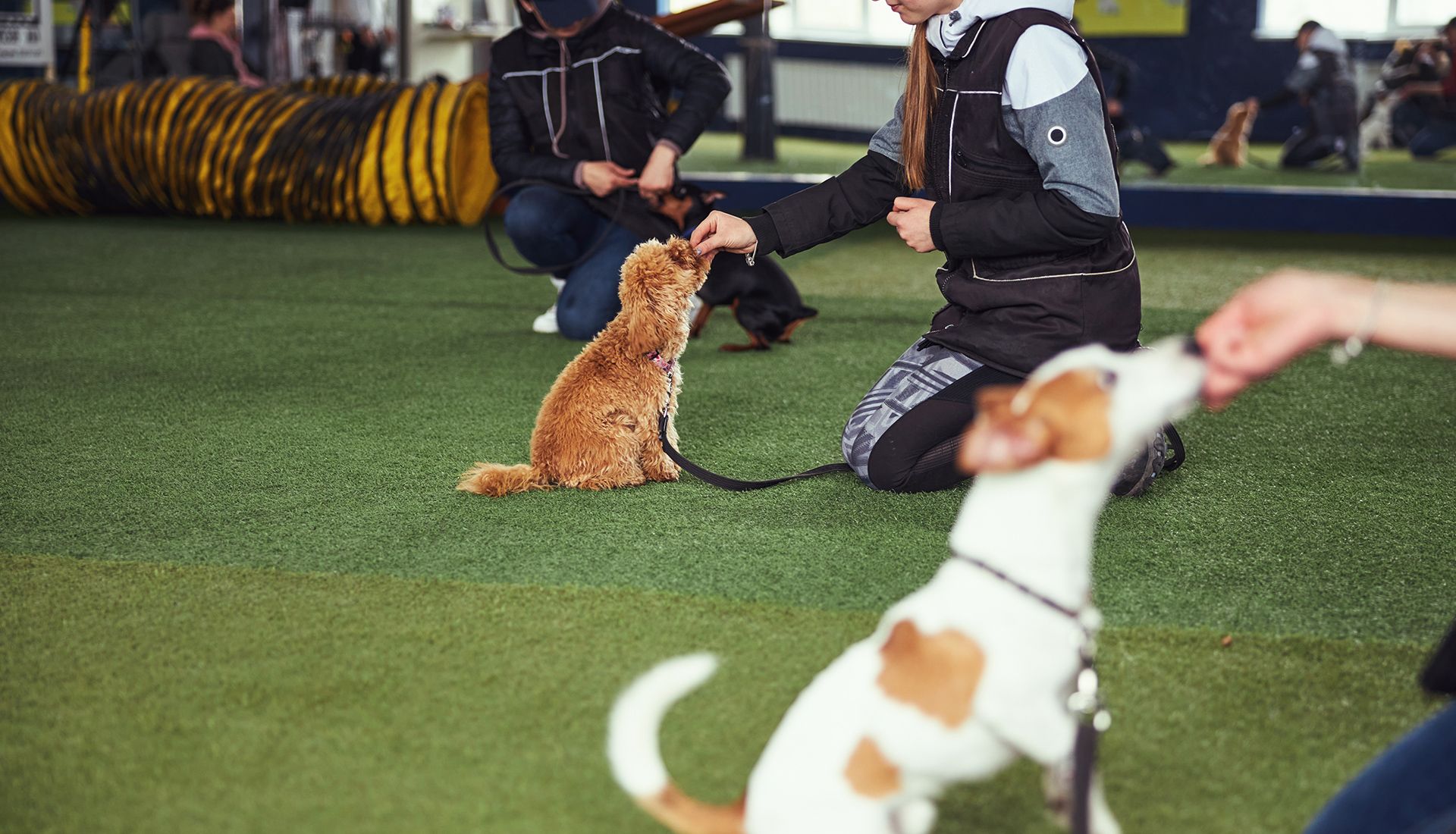 People training dogs indoors; two dogs, brown and white, reach for treats.
