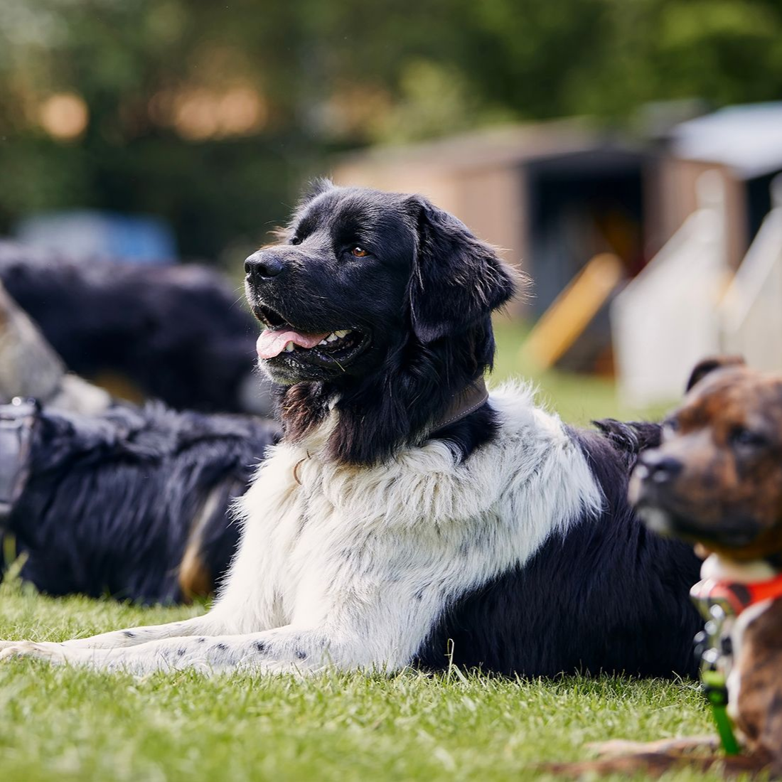 Black and white dog lying on grass, looking attentively to the left, other dogs in the background.