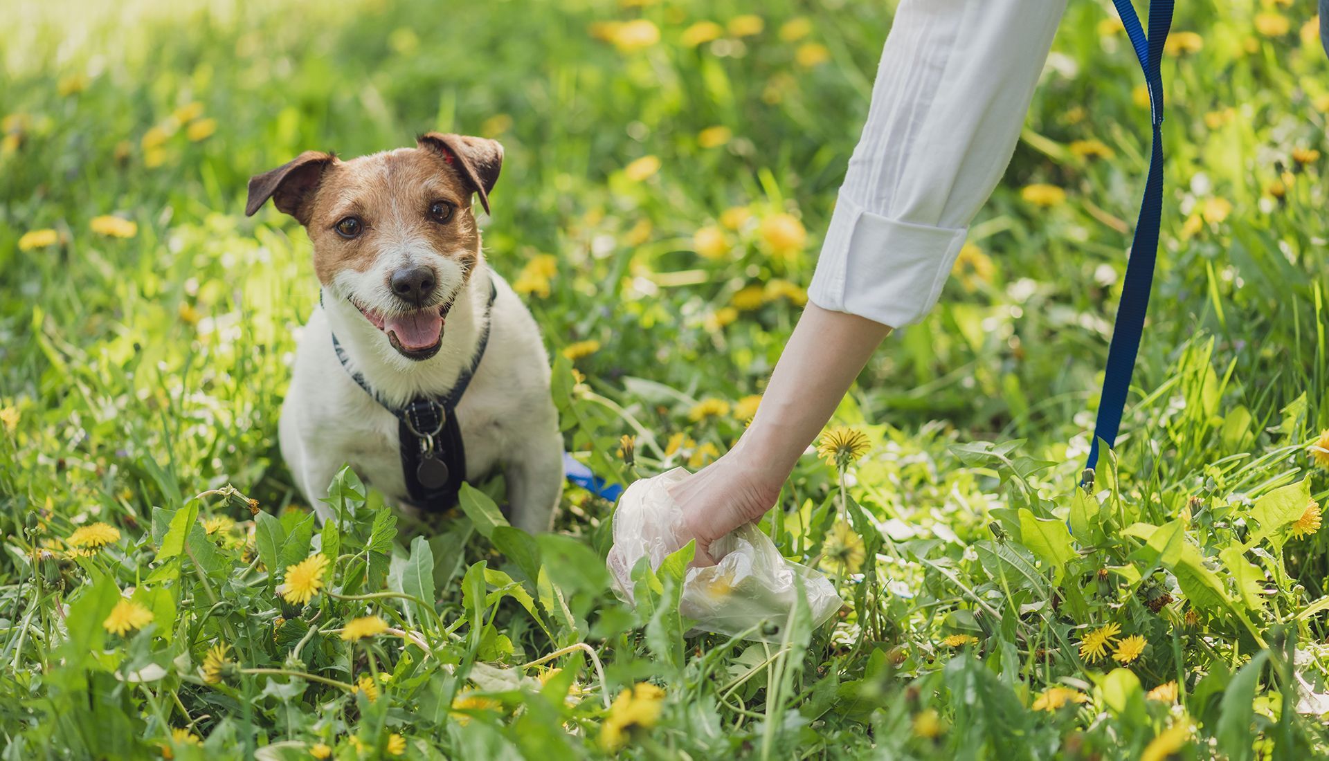 Dog on leash in grassy field watches owner pick up waste in a white bag.