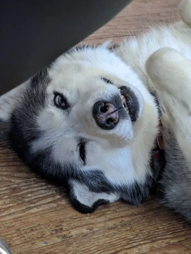 Husky dog lying on its back, looking up with a slight smile.