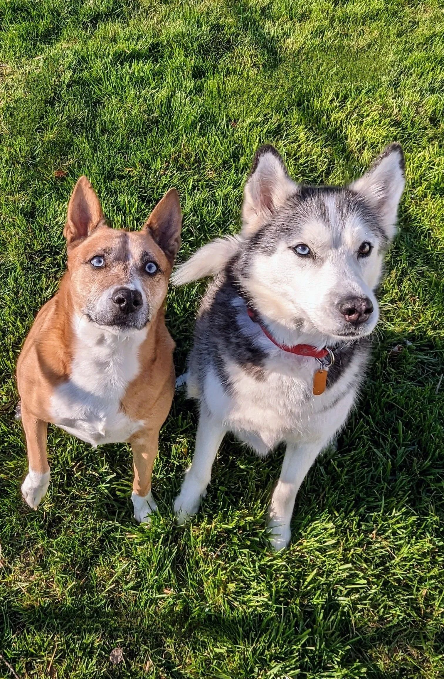 Two dogs sit in grass, looking upwards. One is brown and white; the other is a gray and white husky with blue eyes.