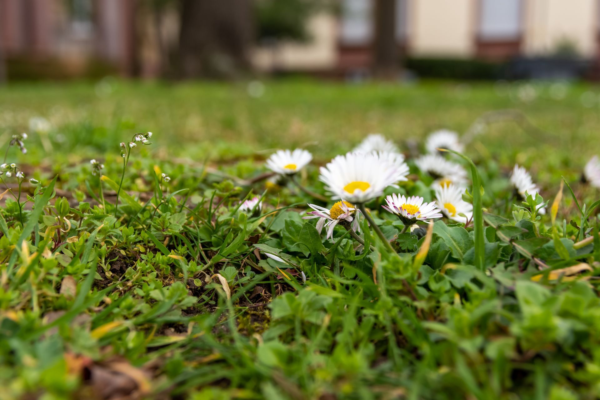 Closeup of lawn weeds and small white flowers growing through grass showing early spring weed growth