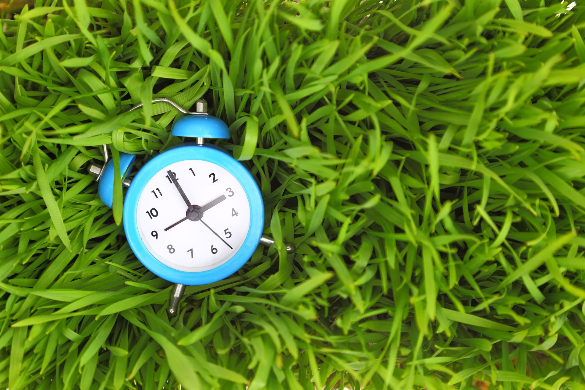 Blue alarm clock in thick green grass symbolizing how long lawn treatments take to show results