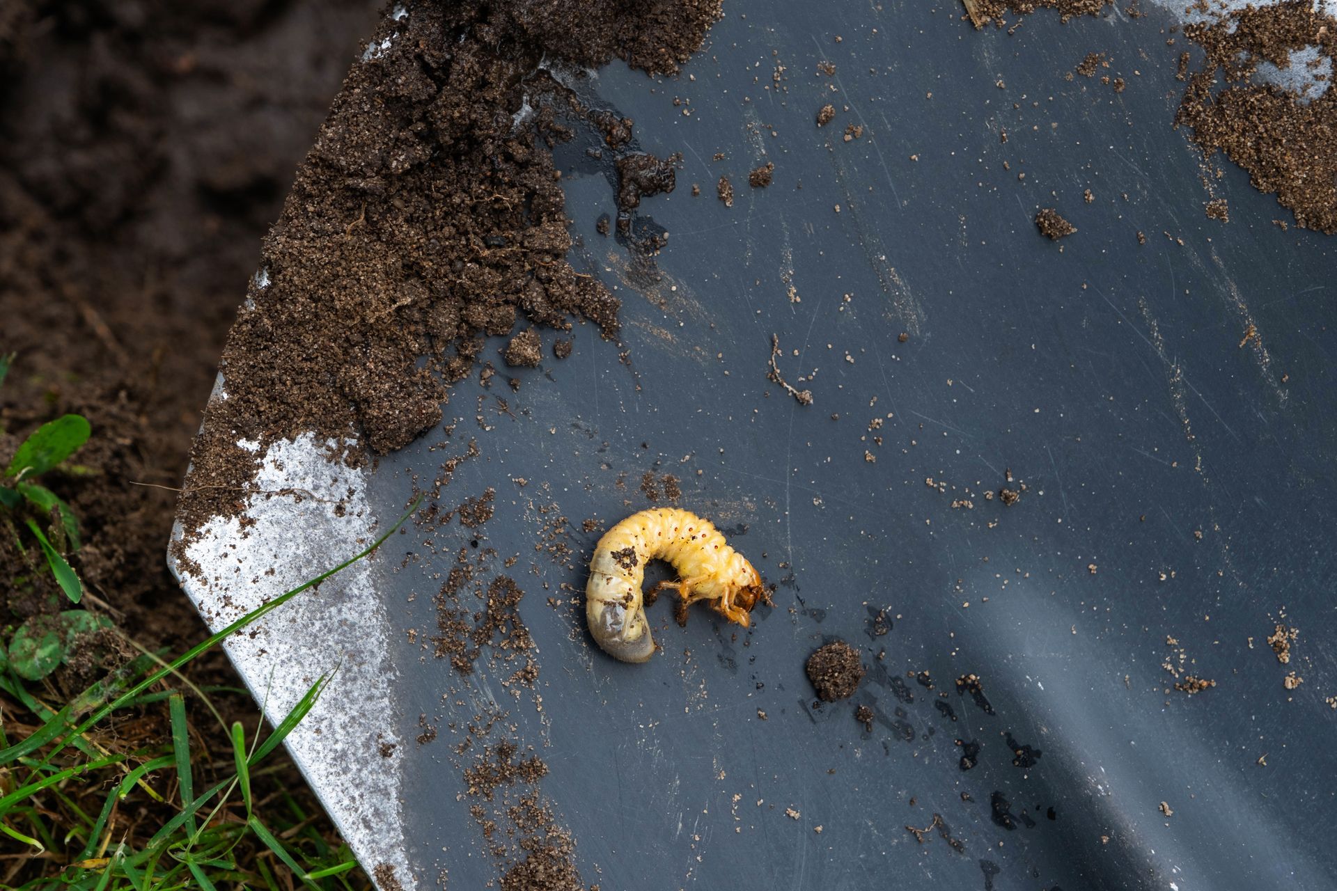 white grub larva found in soil showing lawn pest damage beneath grass roots in Missouri yard