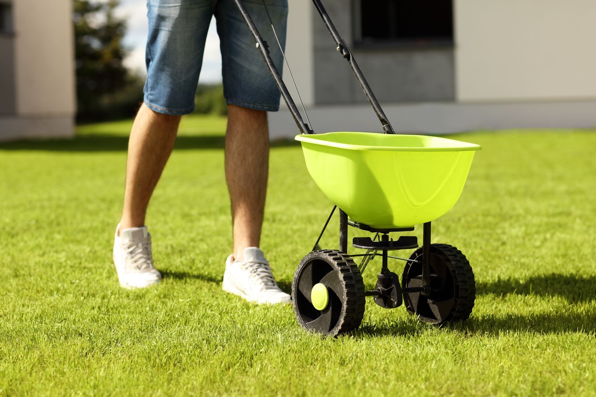 Man applying lawn treatment with spreader during early spring pre-emergent weed control on lawn.