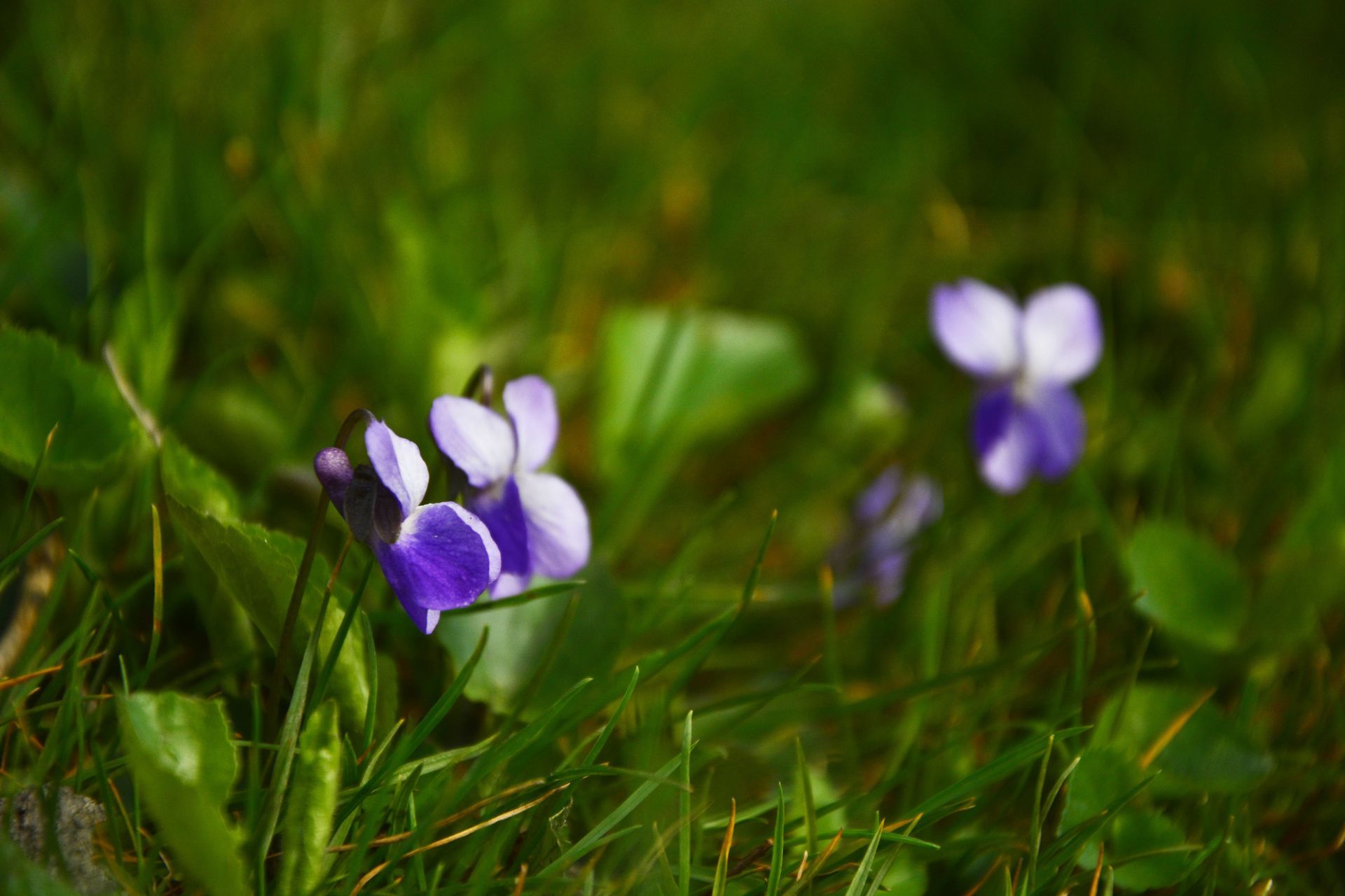 Purple wild violet flowers growing in grass lawn, common Missouri weed in early spring