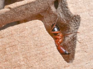 Red and black ant climbing out of a hole in wood.