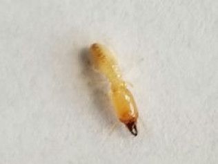 Yellow-brown termite with a black head. On a white surface.