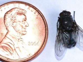 Fly next to a US penny, showing the relative size of the insect.