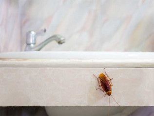 Cockroach on a bathroom counter near a sink.