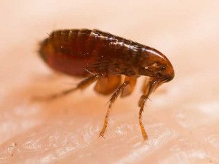 Brown flea on human skin.