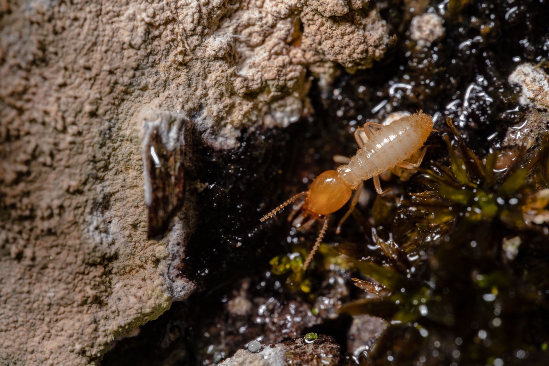 Ant on wet rock carrying a pale larva through mossy crevice