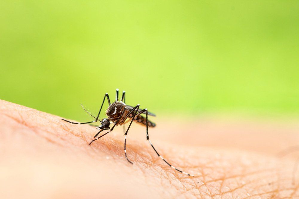 Mosquito Sucking Blood — Birmingham, AL — TDI Services Birmingham