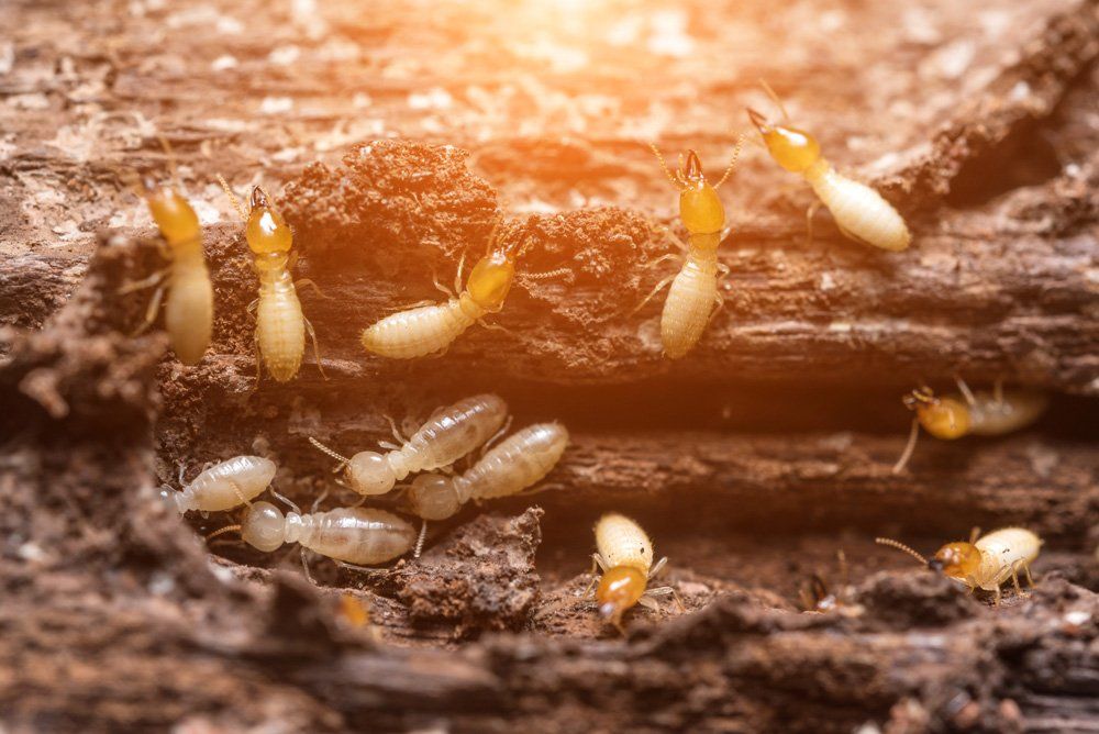Termites on Rotten Wood — Birmingham, AL — TDI Services Birmingham