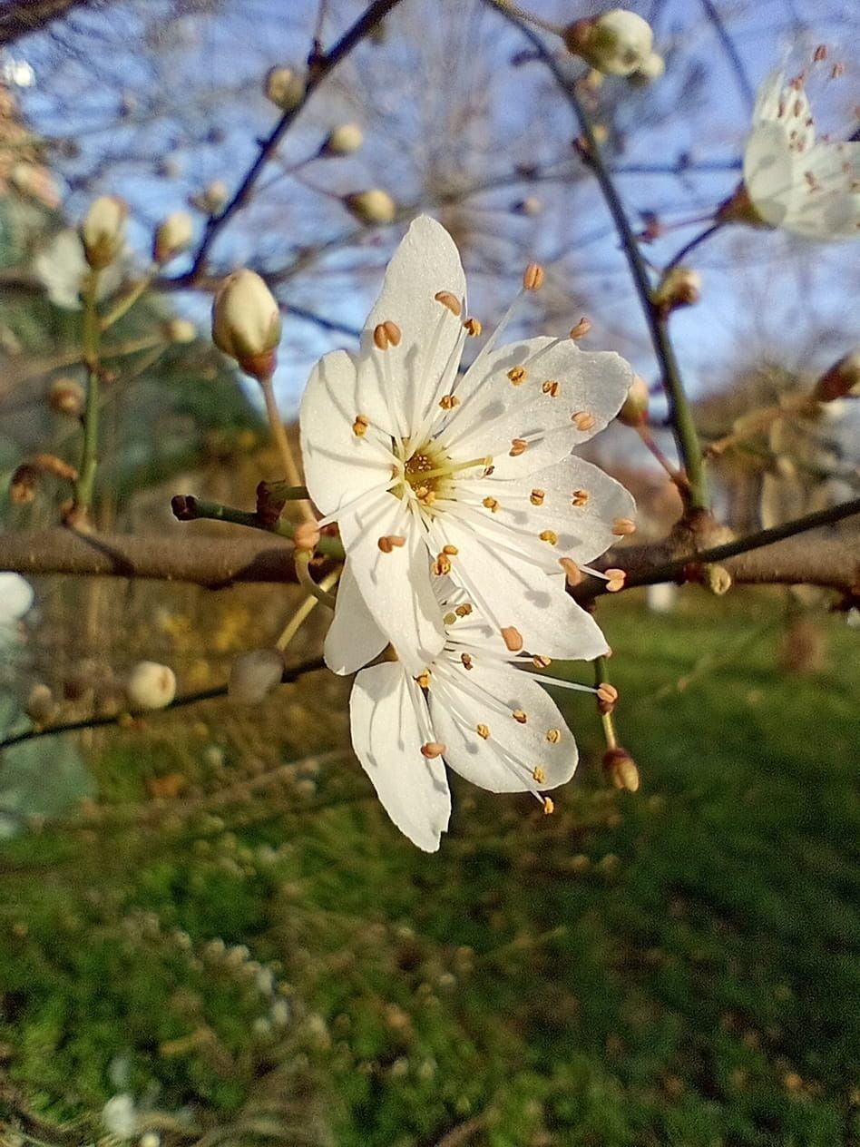 Blütenpracht