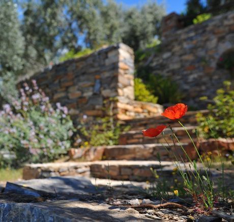 Mediterane Steintreppe mit Mohnblumen und Lavendel