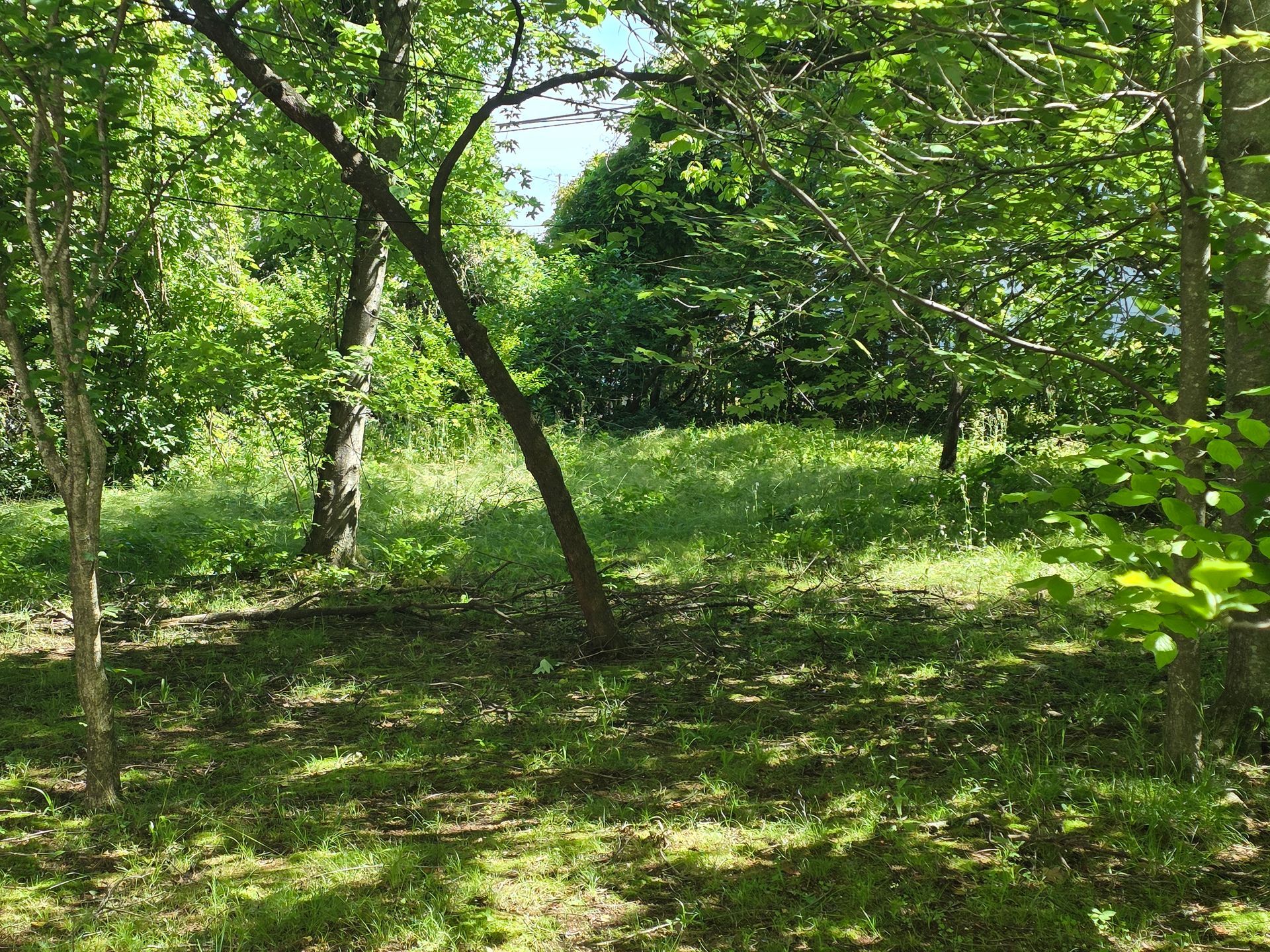 A lush green forest with trees and grass on a sunny day.