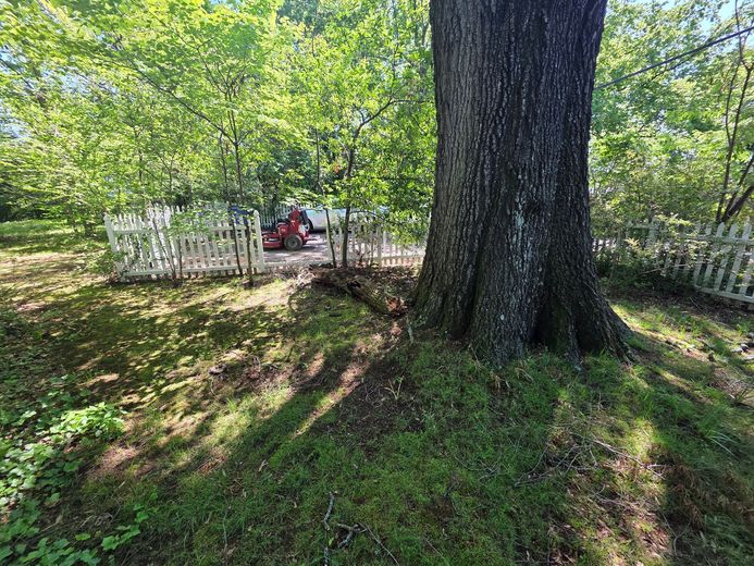 A large tree trunk in the middle of a yard with a white picket fence.