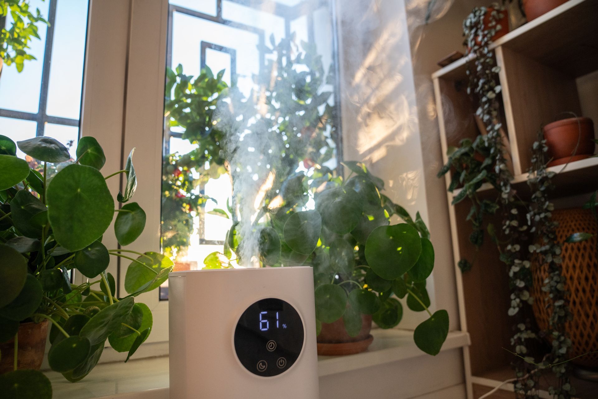 Humidifier next to plants in a sunny window. The humidifier displays a temperature reading.