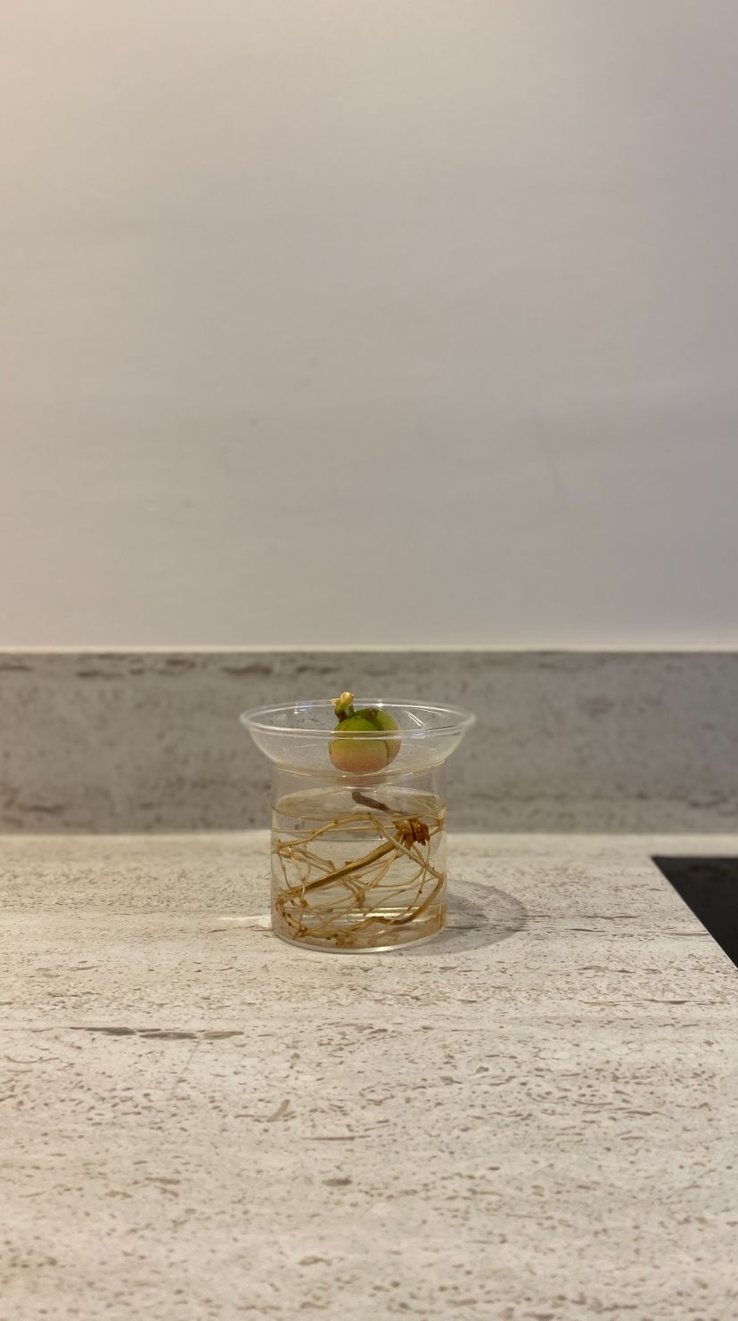 Heldere glazen vaas met plantenstekjes en een kleine groene plant. Geplaatst op een Dekton keramiek werkblad