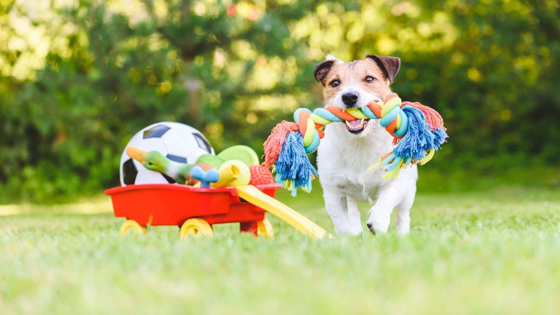 Dog running with a colorful rope toy, pulling a red wagon filled with toys on green grass.