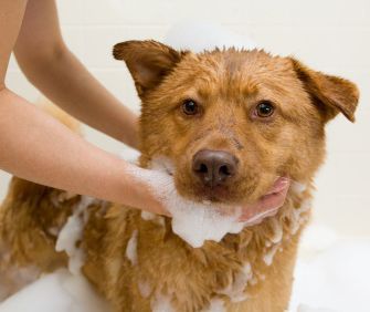 Dog being bathed, covered in suds, brown fur, looking forward, held by hands in a white bathroom.