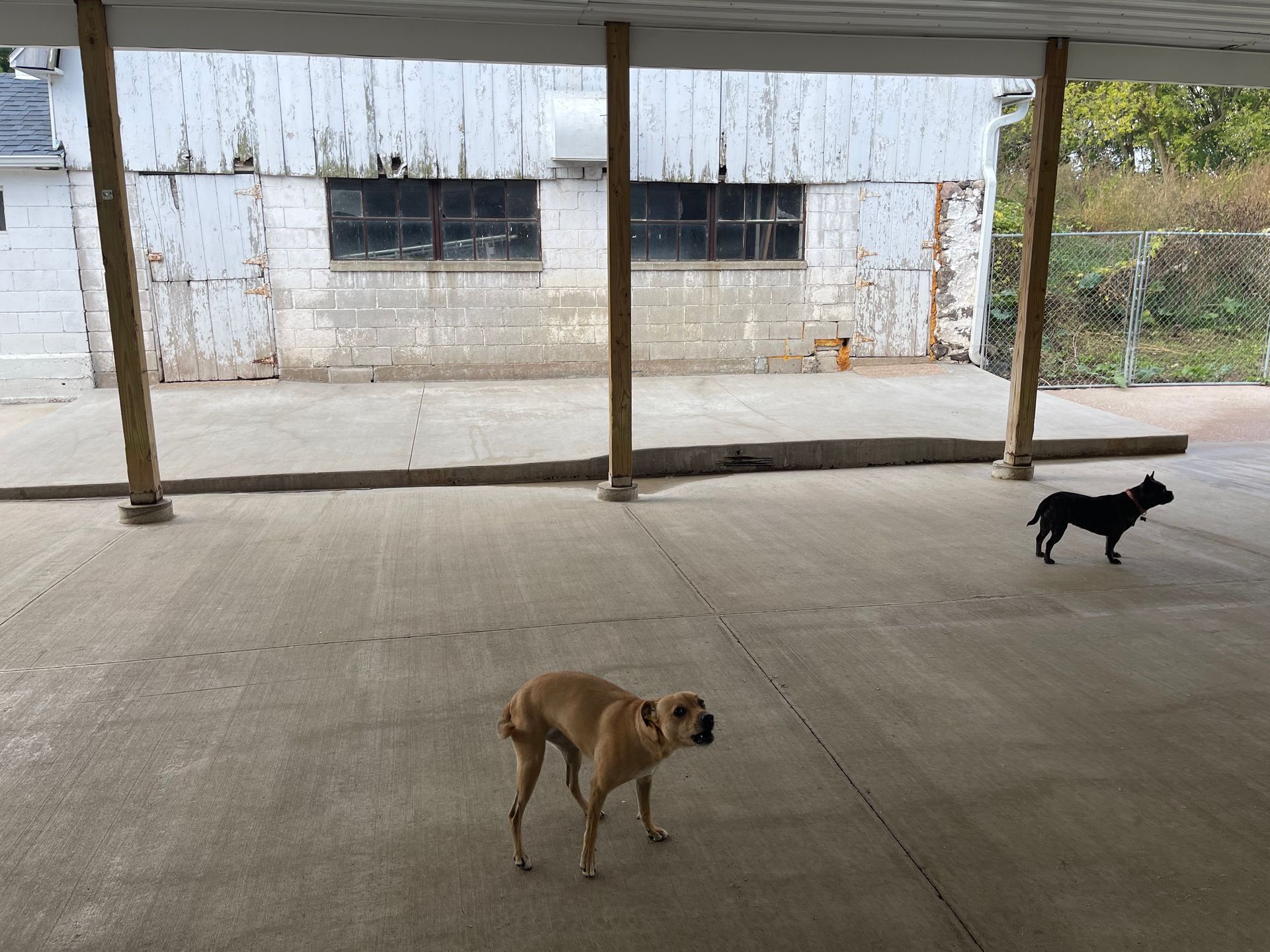 Two dogs on a concrete patio in front of a weathered white building, under a covered area.