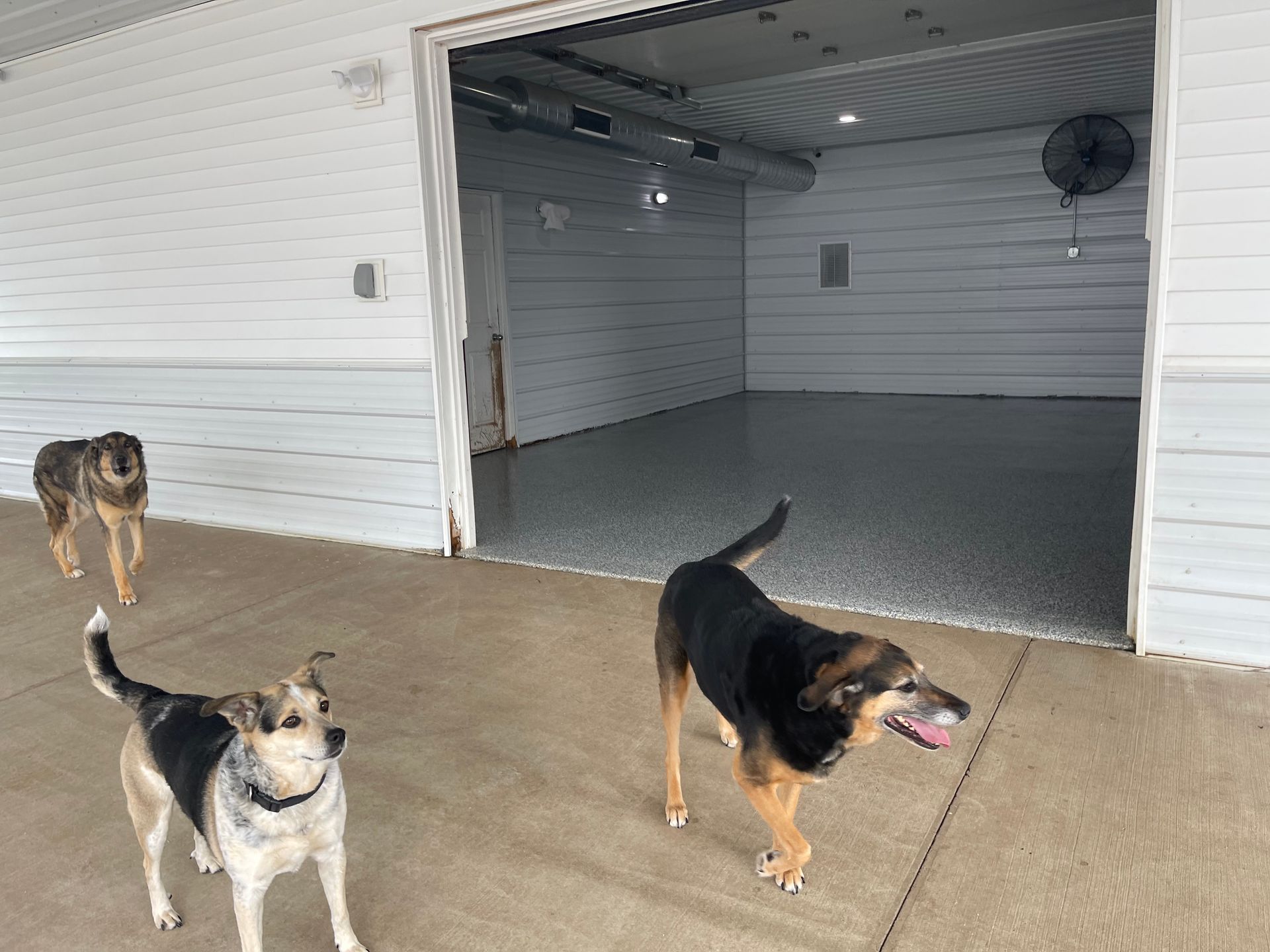 Three dogs outside a white building with an open doorway. One dog has a black and tan coat, others are multi-colored.