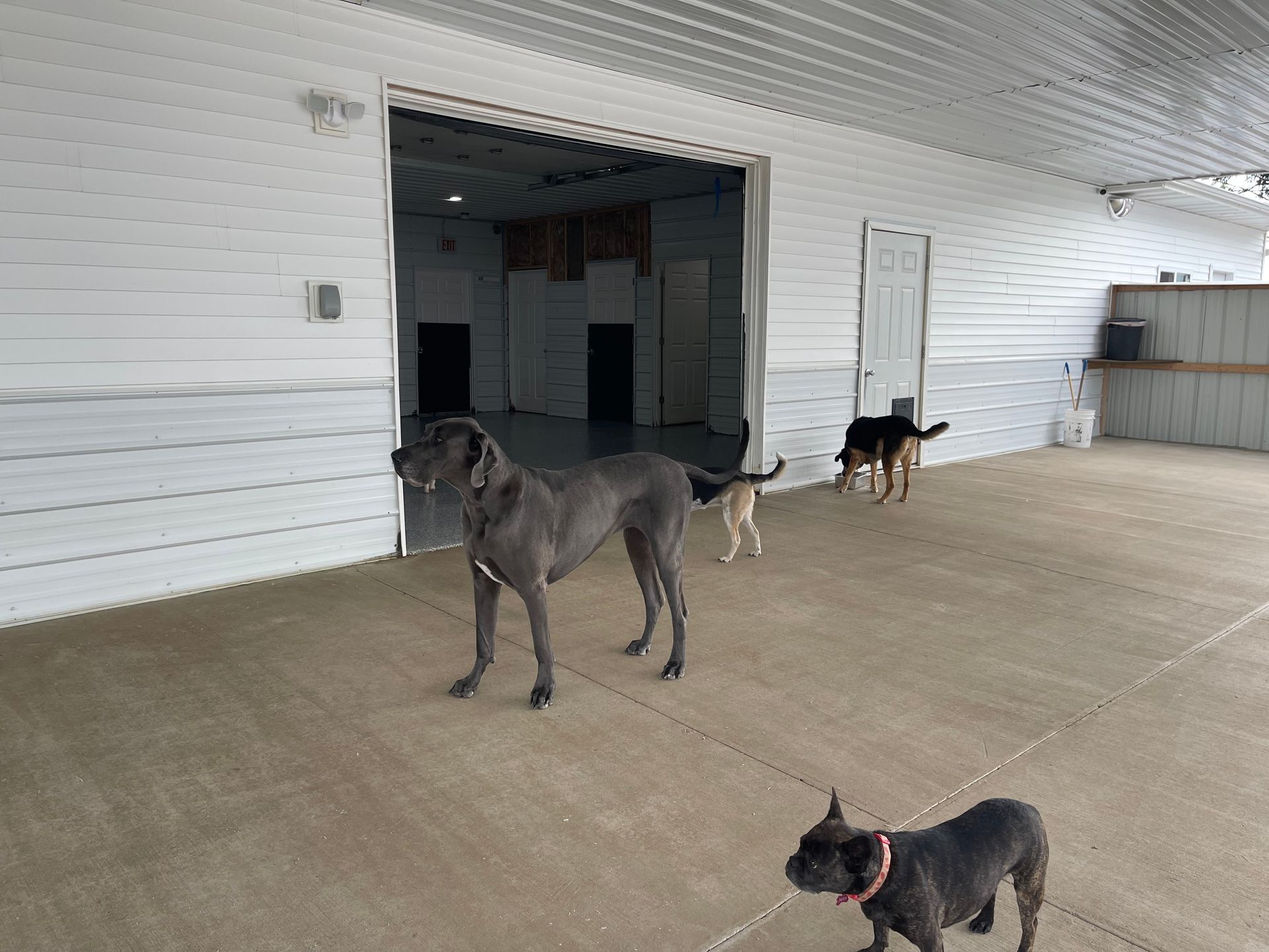 Dogs outside a white building. A grey dog stands, two others approach, and a small dog is in the foreground.