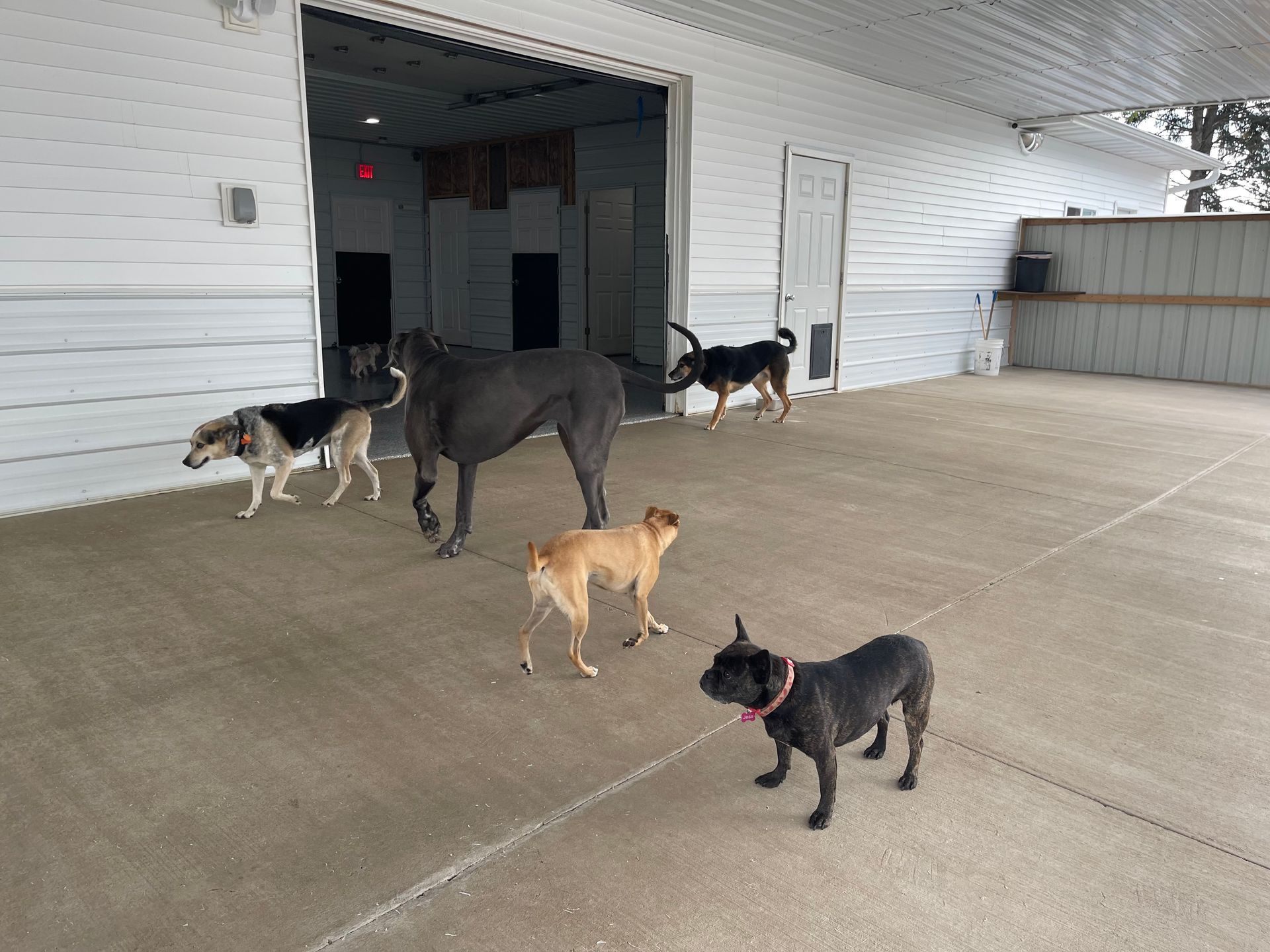 Six dogs of various sizes and colors stand on a concrete patio in front of a white building.