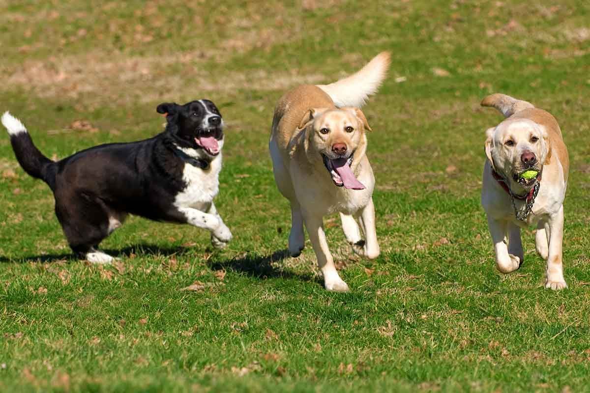 Three dogs running on green grass. One black and white, two golden Retrievers, one with a ball.