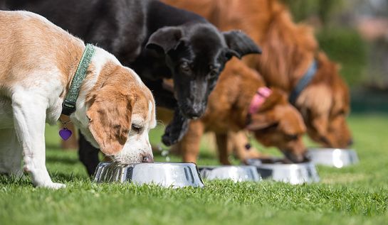 Four dogs eating from metal bowls on grass.