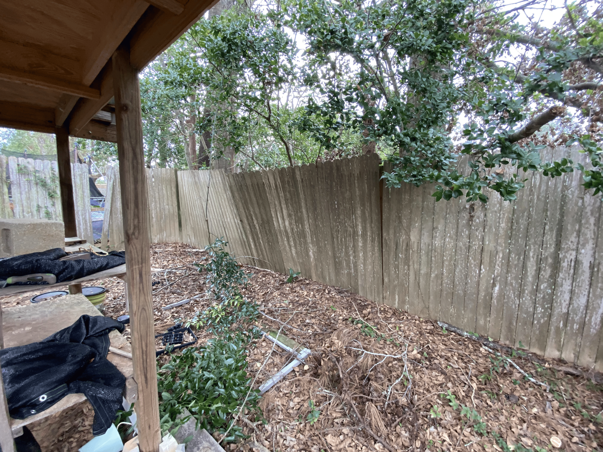 There is a fence in the background and a lot of leaves on the ground.
