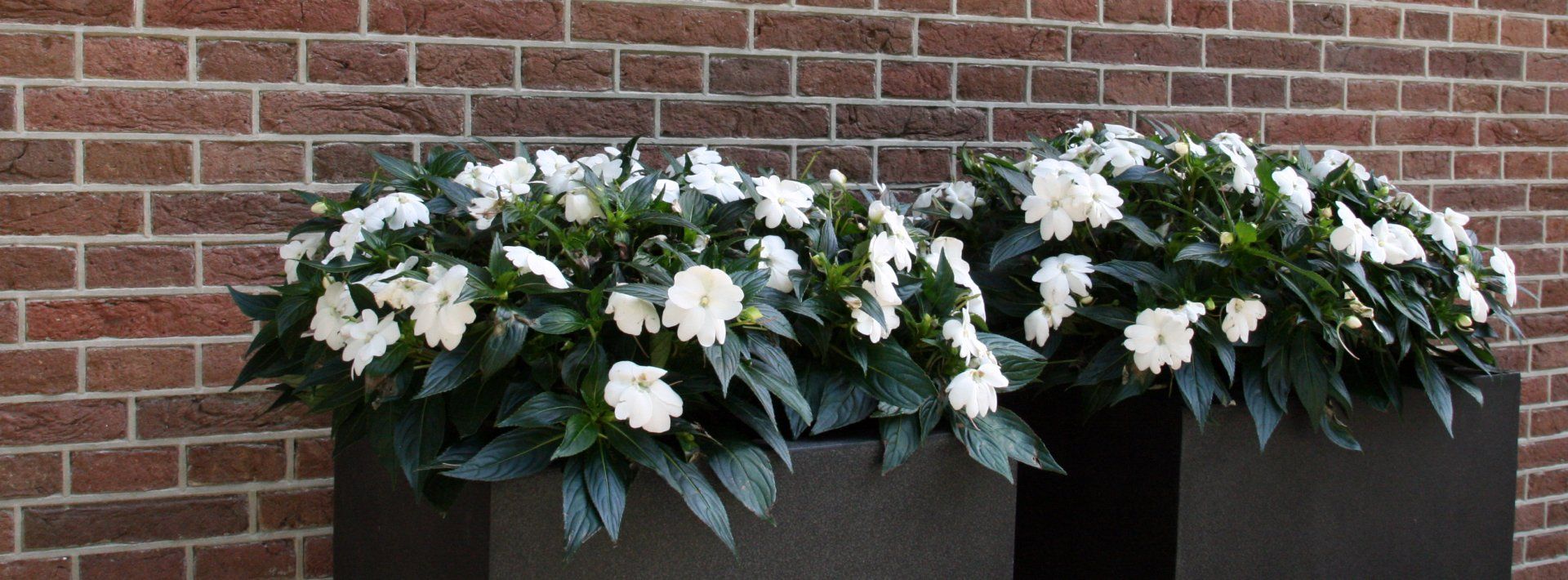 plant met knipvoegwerk