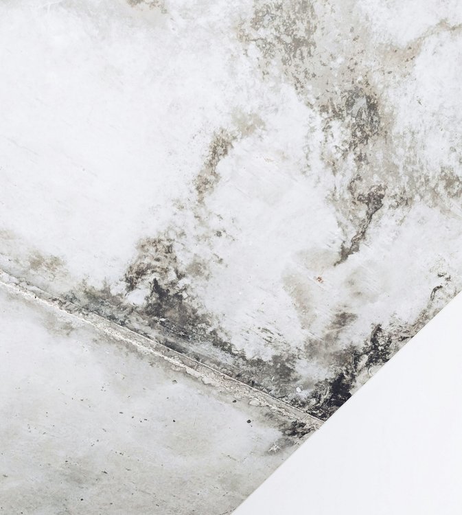 Dark mold growth spreading across a white ceiling and along the corner where it meets the wall.